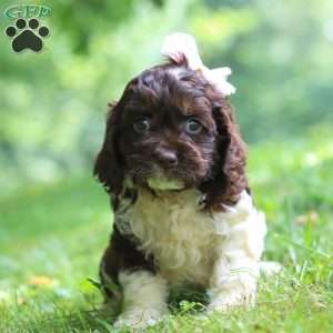Rosie, Cockapoo Puppy